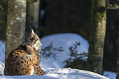 Eurasian Lynx (Lynx lynx) scratching in the snow, BayerischerWald, Germany