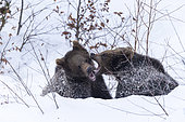 Brown bears (Ursus arctos) playing in the snow, BayerischerWald, Germany