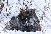Brown bears (Ursus arctos) playing in the snow, BayerischerWald, Germany