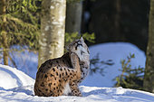 Eurasian Lynx (Lynx lynx) scratching in the snow, BayerischerWald, Germany