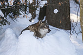 European Wolf (Canis lupus) lying in the snow, BayerischerWald, Germany