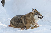 European Wolf (Canis lupus) lying in the snow, BayerischerWald, Germany