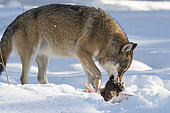 European Wolf (Canis lupus) eating in the snow, BayerischerWald, Germany