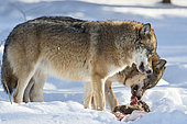European Wolves (Canis lupus) eating in the snow, BayerischerWald, Germany