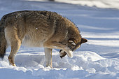 European Wolf (Canis lupus) scratching in the snow, BayerischerWald, Germany