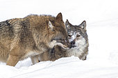 European Wolves (Canis lupus) in the snow, BayerischerWald, Germany