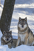 European Wolves (Canis lupus) in the snow, BayerischerWald, Germany