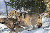 European Wolf (Canis lupus) trapping its prey in the snow, Sumava National Park, Czech Republic