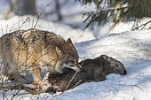 European Wolf (Canis lupus) eating its prey in the snow, Sumava National Park, Czech Republic