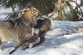 European Wolf (Canis lupus) trapping its prey in the snow, Sumava National Park, Czech Republic