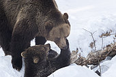 Brown bears (Ursus arctos) playing in the snow, BayerischerWald, Germany