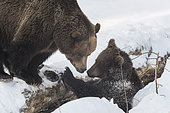 Ours bruns (Ursus arctos) jouant dans la neige, BayerischerWald, Allemagne