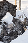 Brown bears (Ursus arctos) playing in the snow, BayerischerWald, Germany