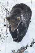 Brown bear (Ursus arctos) walking in the snow, BayerischerWald, Germany
