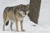 European Wolf (Canis lupus) in the snow, BayerischerWald, Germany