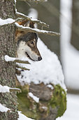 European Wolf (Canis lupus) in the snow, Sumava National Park, Czech Republic