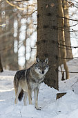 European Wolf (Canis lupus) in the snow, Sumava National Park, Czech Republic
