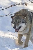 European Wolf (Canis lupus) walking in the snow, Sumava National Park, Czech Republic