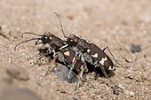 Northern dune tiger beetle (Cicindela hybrida) mating attempt, Northern Vosges Regional Nature Park, France