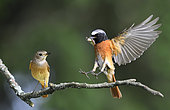 Couple of Common Redstart (Phoenicurus phoenicurus) on a branch, Regional Natural Park of the Vosges du Nord, France