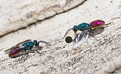 Common ruby-tailed Wasps (Chrysis ignita) females, parasite wasps on the lookout in front of the host's gallery, Regional Natural Park of the Vosges du Nord, France