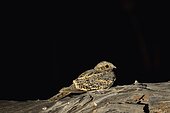 Fiery-necked Nightjar (Caprimulgus pectoralis) on a trunk, Botswana