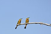 Little bee-eaters (Merops pusillus) on a branch, Khwai, Botswana