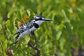 Pied Kingfisher (Ceryle rudis) on a branch, Moremi, Botswana