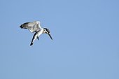 Pied Kingfisher (Ceryle rudis) hovering, Moremi, Botswana