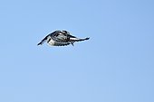 Pied Kingfisher (Ceryle rudis) hovering, Moremi, Botswana