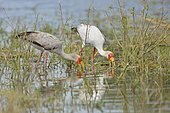 Yellow-billed Stork (Mycteria ibis) fishing in the water, Okavango, Moremi, Botswana