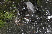 White-throated Dipper (Cinclus cinclus) mating under a waterfall, Regional Natural Park of the Vosges du Nord, France