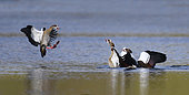 Egyptian Goose (Alopochen aegyptiaca) Conflict of Territory, Regional Natural Park of the Vosges du Nord, France