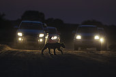 Lion (Panthera leo). Lionceau traversant une route à l'aube. Les voitures derrière lui ont quitté un camp pour le safari du matin. Désert du Kalahari, Kgalagadi Transfrontier Park, Afrique du Sud. Photo hautement recommandée au concours Oasis 2018 (catégorie mammifères).