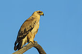 Tawny Eagle (Aquila rapax). Pale variety. Kalahari Desert, Kgalagadi Transfrontier Park, South Africa.