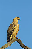 Tawny Eagle (Aquila rapax). Pale variety. Kalahari Desert, Kgalagadi Transfrontier Park, South Africa.