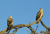 Tawny Eagle (Aquila rapax). Pair. Pale variety. Kalahari Desert, Kgalagadi Transfrontier Park, South Africa.