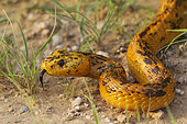 Cape Cobra (Naja nivea). During the rainy season with green grass. Kalahari Desert, Kgalagadi Transfrontier Park, South Africa.