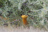 Cape Cobra (Naja nivea). During the rainy season in green surroundings. Kalahari Desert, Kgalagadi Transfrontier Park, South Africa.
