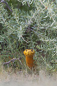 Cape Cobra (Naja nivea). During the rainy season in green surroundings. Kalahari Desert, Kgalagadi Transfrontier Park, South Africa.