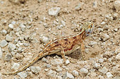 Ground Agama (Agama aculeata). Pregnant female. Digging out a burrow. Kalahari Desert, Kgalagadi Transfrontier Park, South Africa.