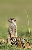 Suricate (Suricata suricatta). Also called Meerkat. Female with three young on the lookout. During the rainy season in green surroundings. Kalahari Desert, Kgalagadi Transfrontier Park, South Africa.