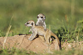 Suricate (Suricata suricatta). Also called Meerkat. Two young at their burrow. During the rainy season in green surroundings. Kalahari Desert, Kgalagadi Transfrontier Park, South Africa.