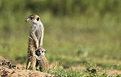 Suricate (Suricata suricatta). Also called Meerkat. Adult with young on the lookout. During the rainy season in green surroundings. Kalahari Desert, Kgalagadi Transfrontier Park, South Africa.