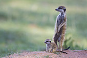 Suricate (Suricata suricatta). Also called Meerkat. Female with young on the lookout at their burrow. In the evening. During the rainy season in green surroundings. Kalahari Desert, Kgalagadi Transfrontier Park, South Africa.