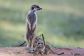 Suricate (Suricata suricatta). Also called Meerkat. Female with three playful young in the evening at their burrow. During the rainy season in green surroundings. Kalahari Desert, Kgalagadi Transfrontier Park, South Africa.