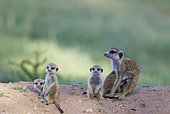 Suricate (Suricata suricatta). Also called Meerkat. Female with four young on the lookout at their burrow. One young is suckling. In the evening. During the rainy season in green surroundings. Kalahari Desert, Kgalagadi Transfrontier Park, South Africa.