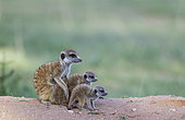 Suricate (Suricata suricatta). Also called Meerkat. Female with three young in the evening at their burrow. One young is suckling. During the rainy season in green surroundings. Kalahari Desert, Kgalagadi Transfrontier Park, South Africa.
