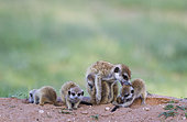 Suricate (Suricata suricatta). Also called Meerkat. Female with four young in the evening at their burrow. One young is being groomed, another one is suckling. During the rainy season in green surroundings. Kalahari Desert, Kgalagadi Transfrontier Park, South Africa.