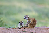 Suricate (Suricata suricatta). Also called Meerkat. Female with two young in the evening at their burrow. One young is suckling. During the rainy season in green surroundings. Kalahari Desert, Kgalagadi Transfrontier Park, South Africa.
